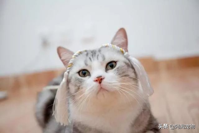 看完猫你还想养吗,养猫咪怎么最省钱也能吃好