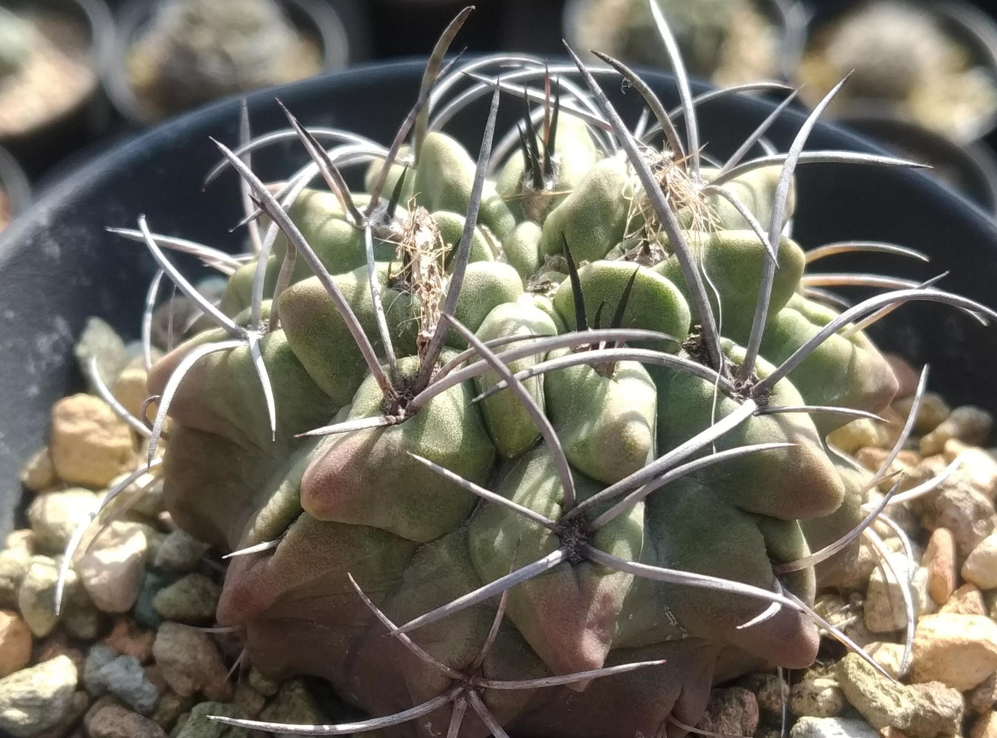 22种花耐旱耐热,天冷种花要注意什么