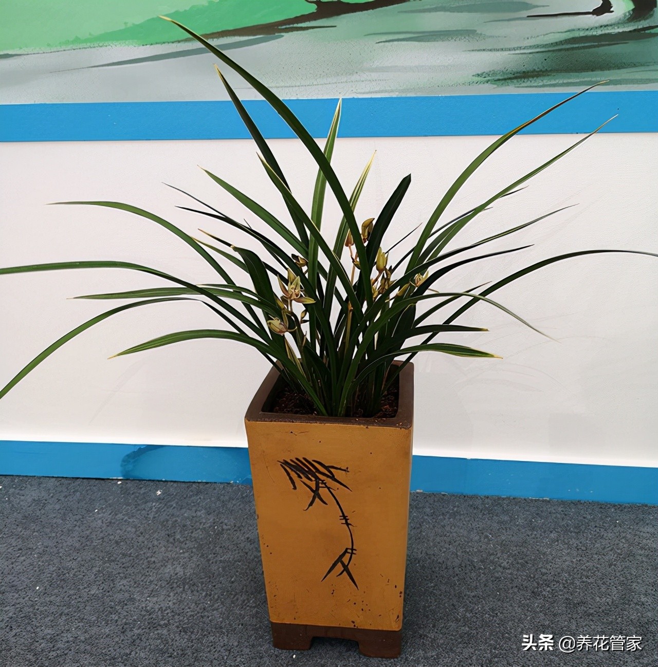 开花有香味的兰花,红宝石兰花开花会有香味吗