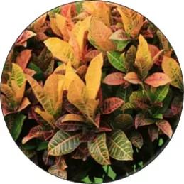 全部金木水火土五行五系植物介绍,五种植物代表五行