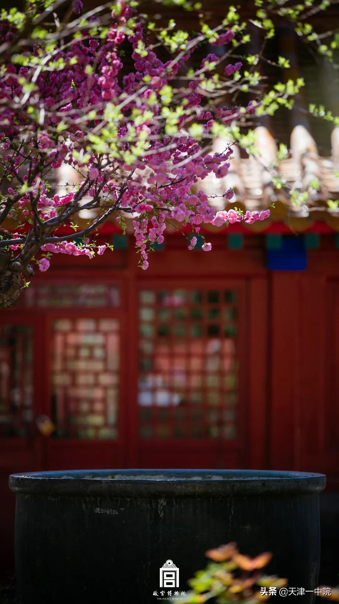 故宫重新开放！这一季错过的春色统统还给你