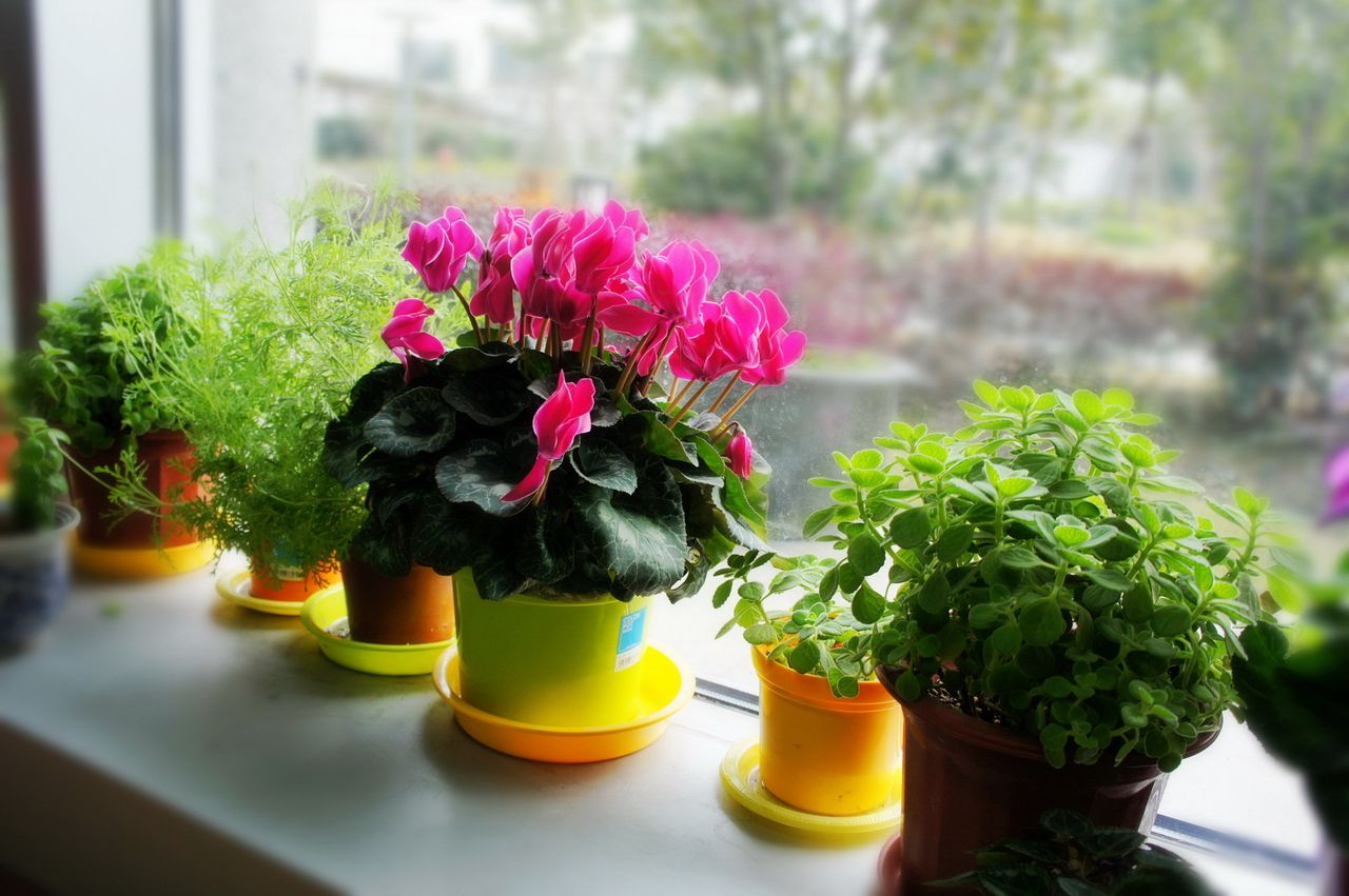 浇水淹死的花,被浇水浇死的几种花