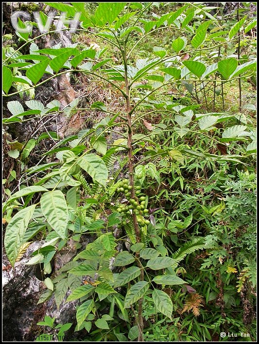 老鸦胆草药的功效,老鸦胆根的功效与作用