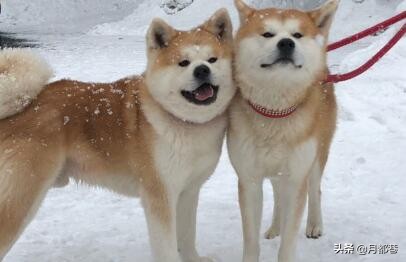 纯种秋田犬优点和缺点,纯种秋田狗多少钱