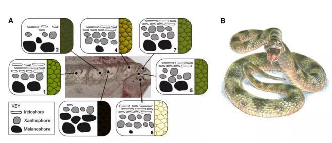 有图有真相有依据,有图有真相眼见为实