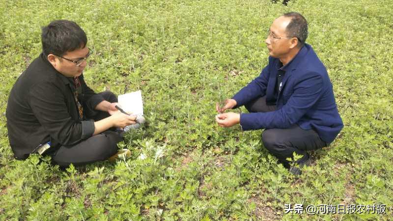 上蔡农民王线中：从“牛总”到“艾痴”，与艾草“结缘”，闯出致富路子