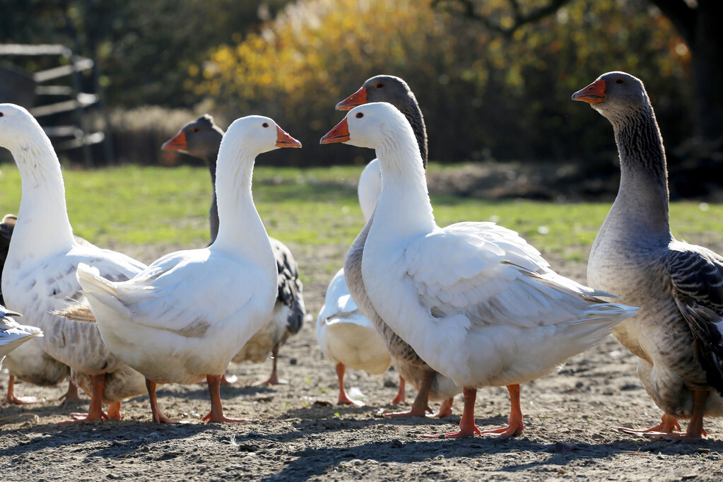 养鹅的销路怎么解决,养鹅销路问题怎么解决
