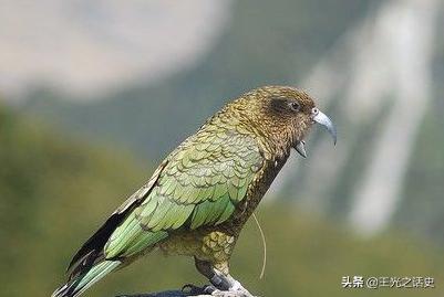 牛羊比人多十倍的新西兰，是如何成为世界前十的发达国家的？