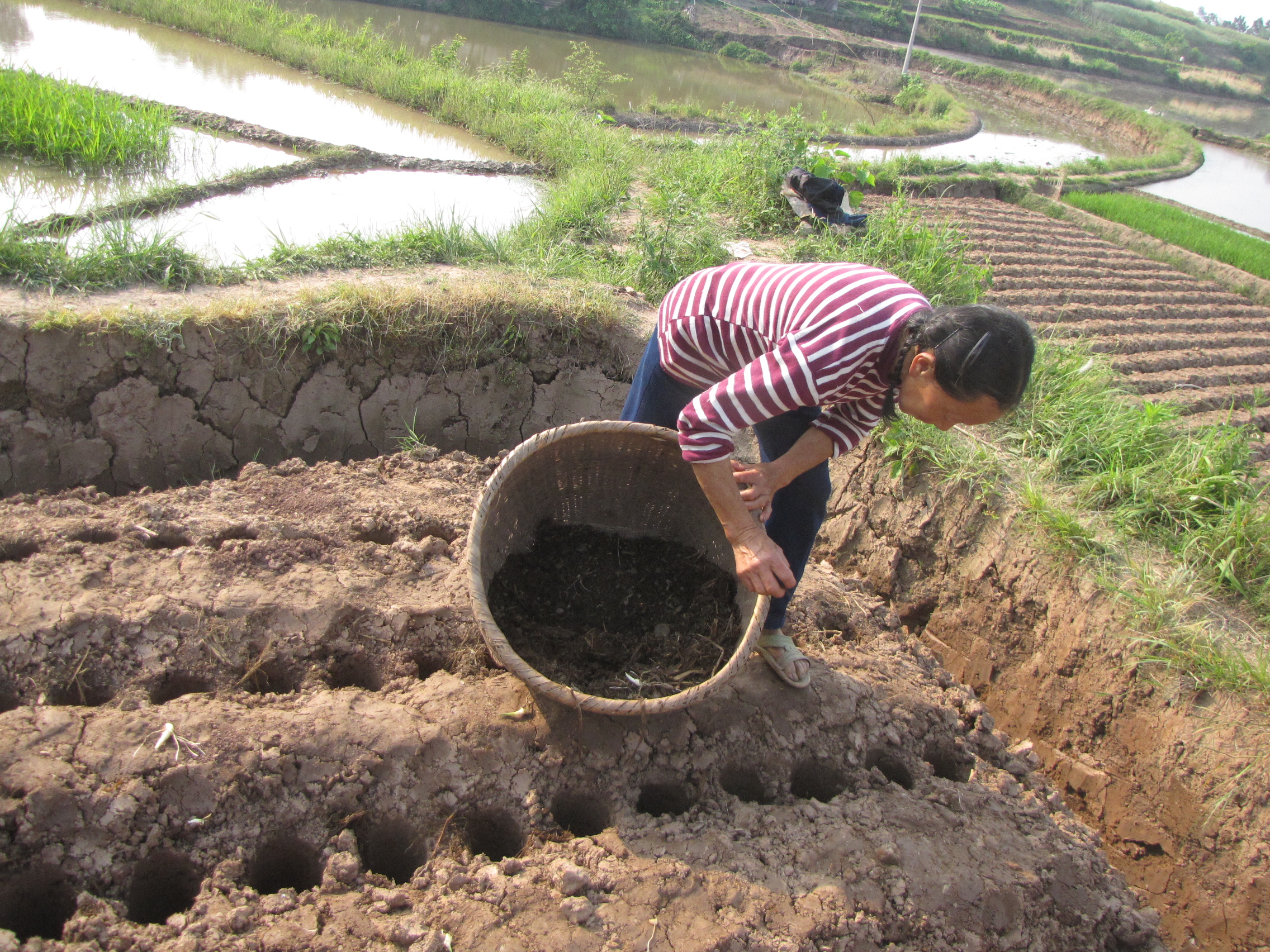 生姜撬窝种植有哪些优势,生姜撬窝种植多大直径