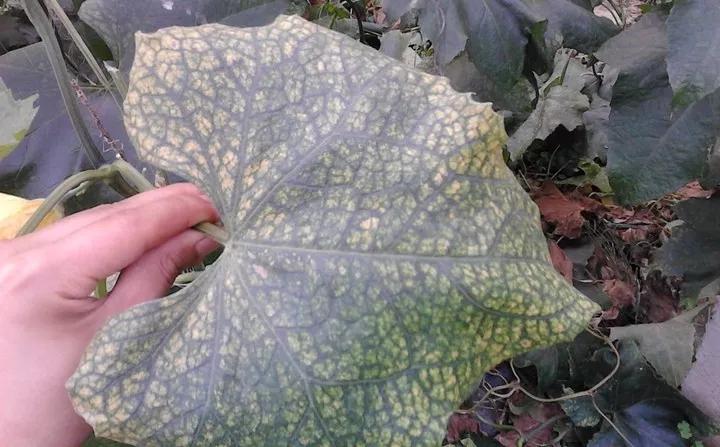 养花的虫害分类及防治,养花如何预防虫害视频教程