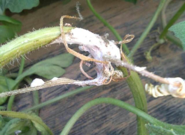 西瓜枯萎病根腐病怎么治,西瓜菌核病图片大全