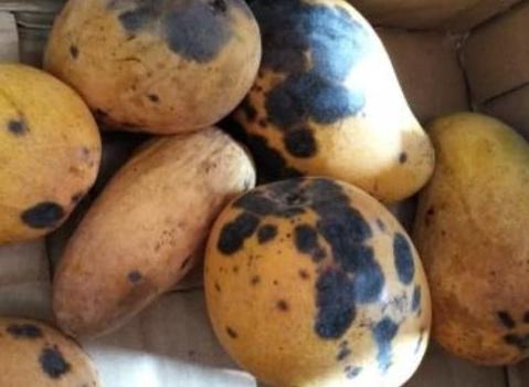 芒果有小黑斑还能不能吃啊,芒果外面有黑点黑斑是什么原因