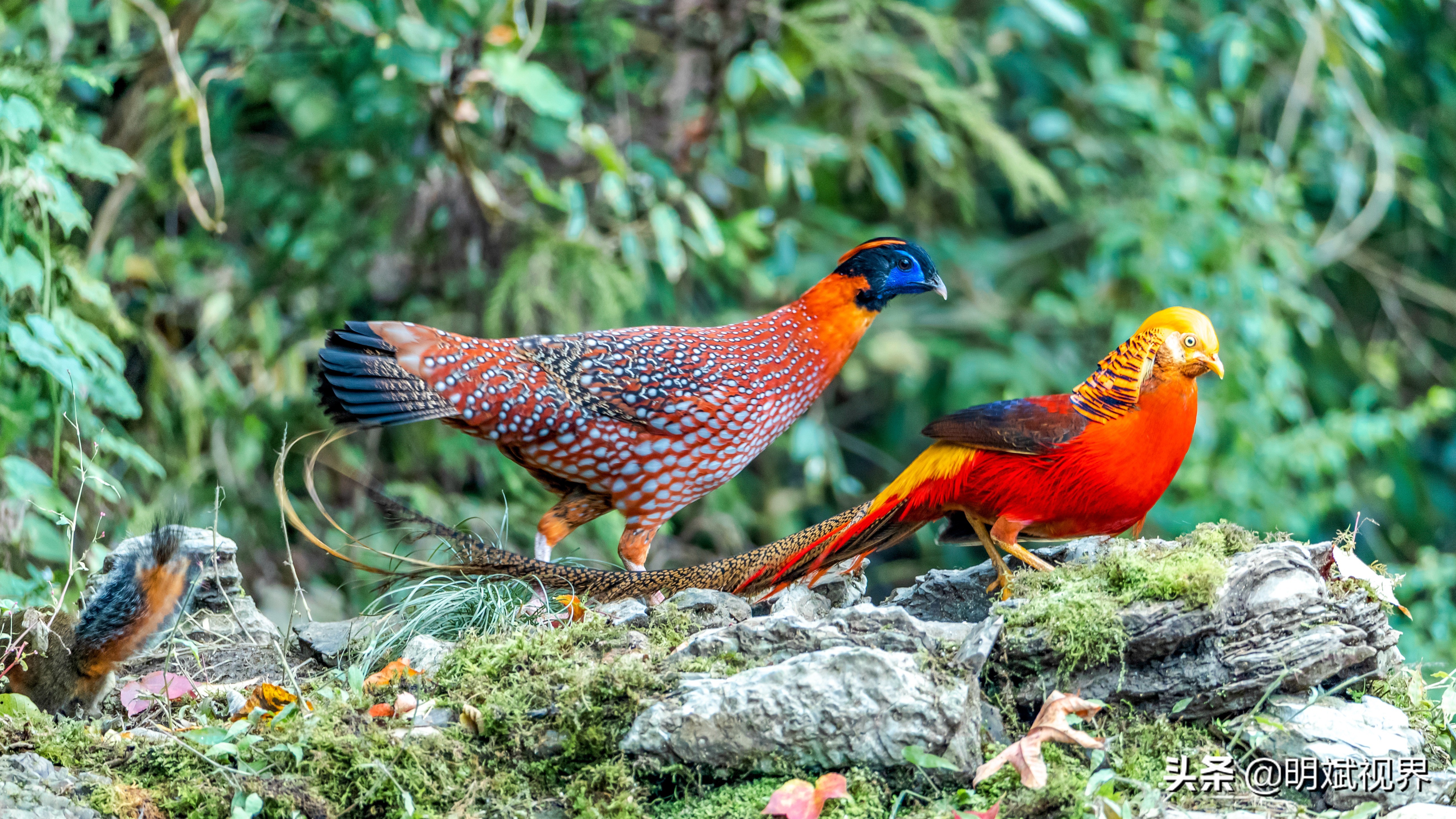 南川红腹角雉图片,重庆南川红腹角雉拍摄点