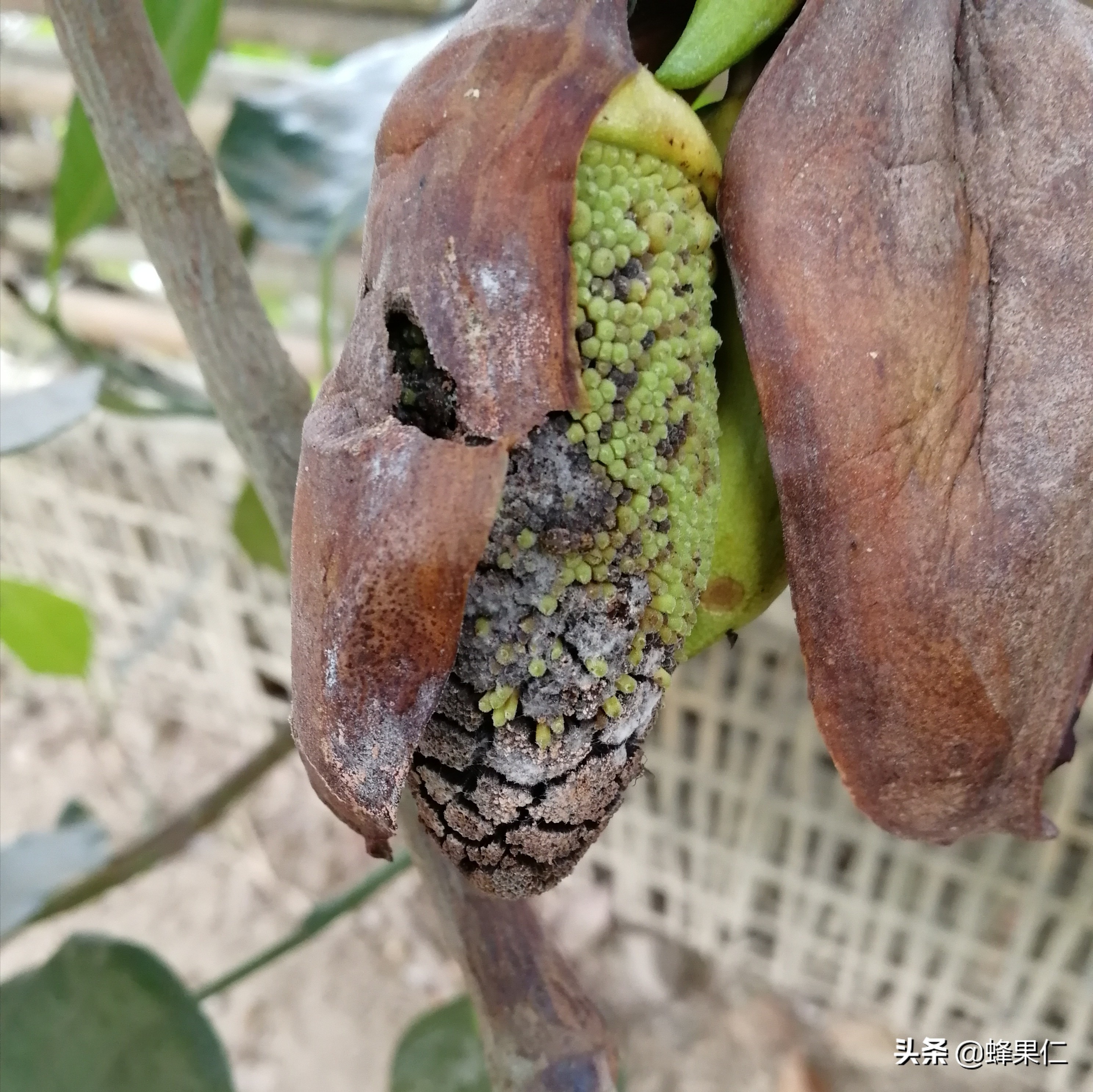 菠萝蜜小果老掉怎么办,菠萝蜜幼果脱落原因