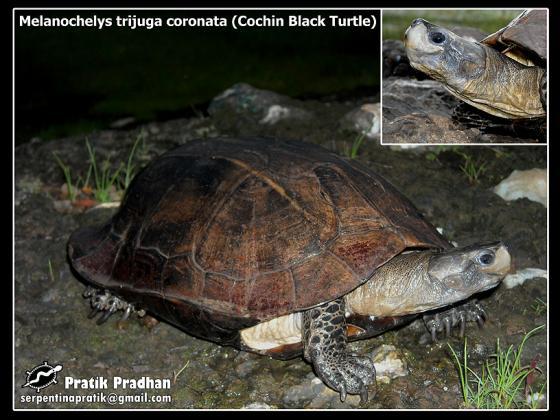 匠志萌宠乐园教学,匠志萌宠