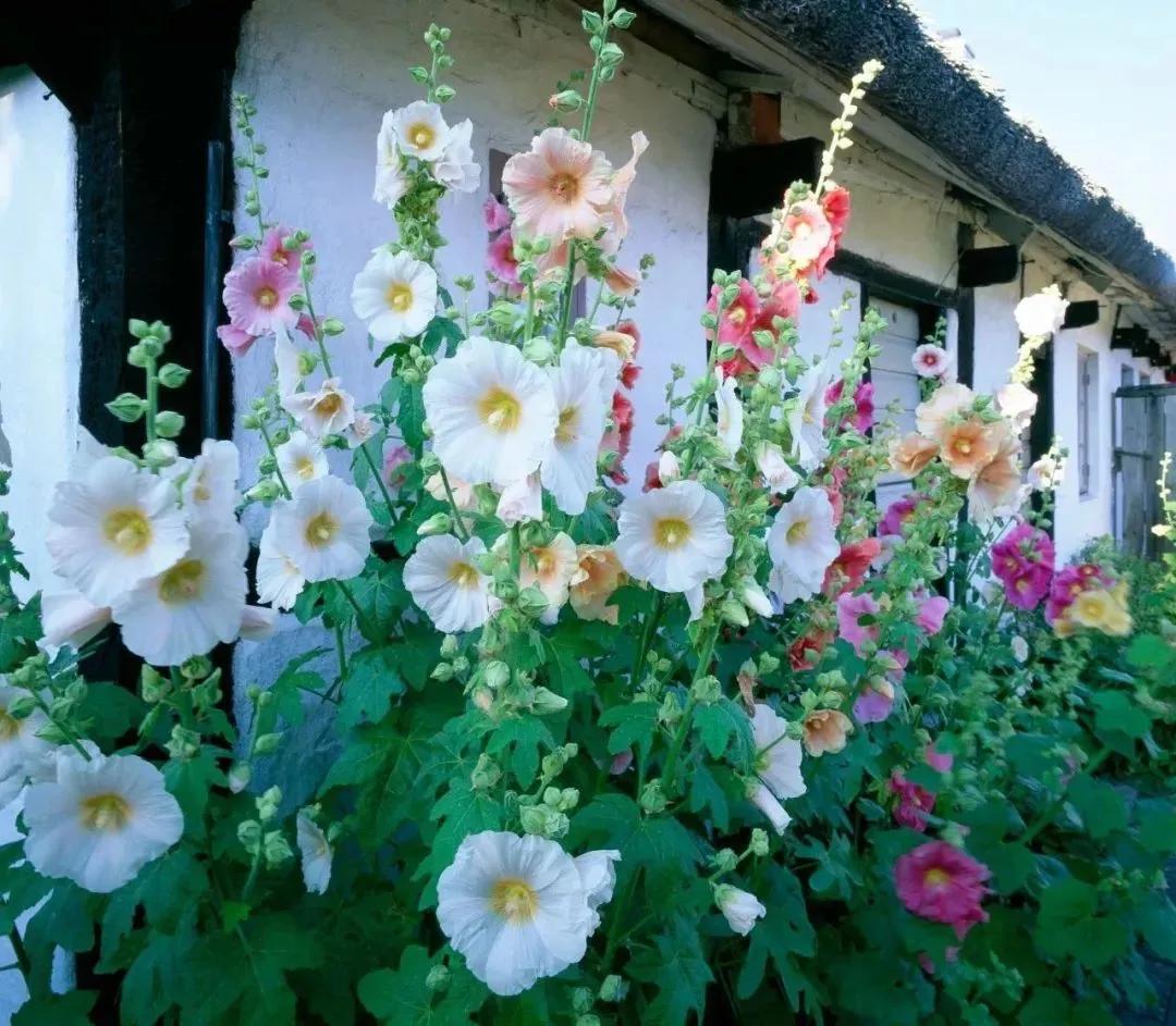 十种动植物名称及特征,动植物植物知识科普大全