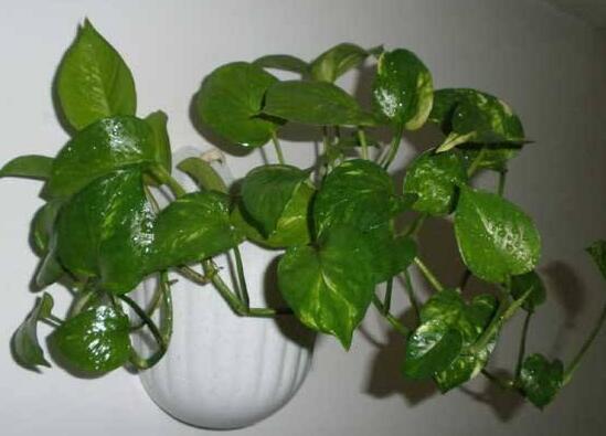 绿萝养殖方法和注意事项和技巧,绿萝的养殖方法和注意事项有什么