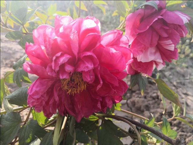 寻味沙河,寻味姐妹沙河烤鸡腿