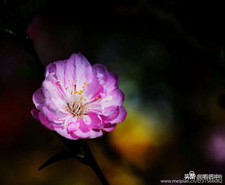 山西农大美丽的校园,山西农大校园风光