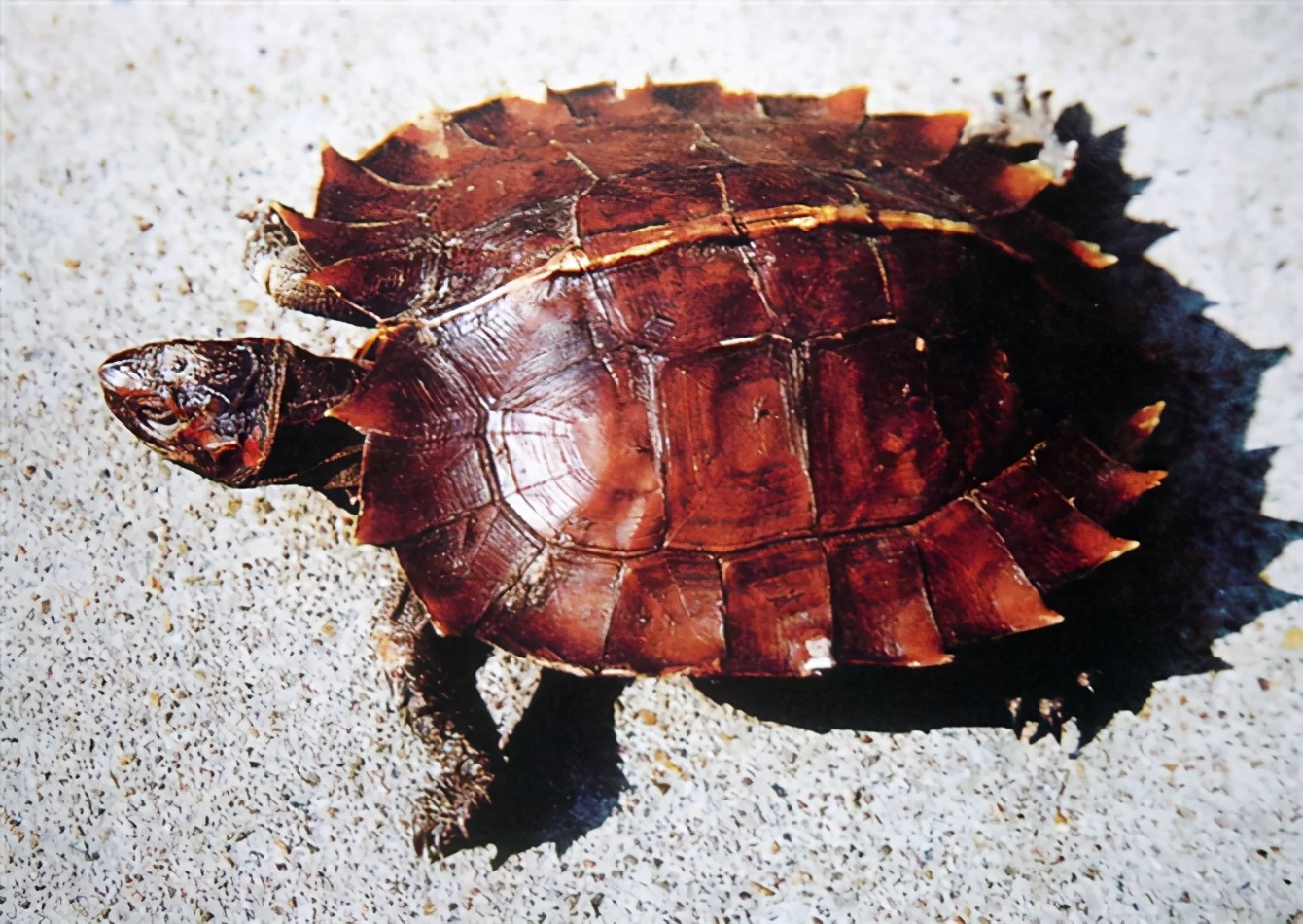 龟类大百科,大眼睛龟类