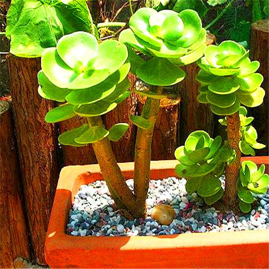 金钱木怎么养才能让它枝繁叶茂,金钱木叶片有蓝色的点点