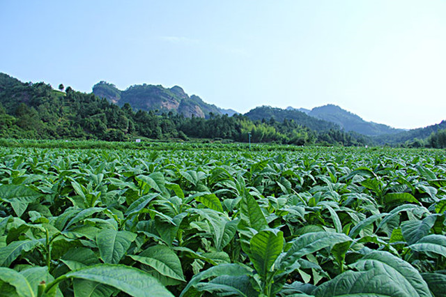 *草烟**对社会有何影响？从*草烟**在朝鲜的传播，谈*草烟**的经济文化内涵