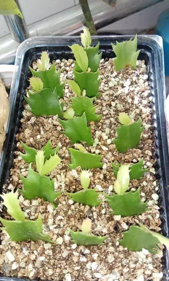 这6种花给点水就爆盆懒人必备,插枝最好养的四种花