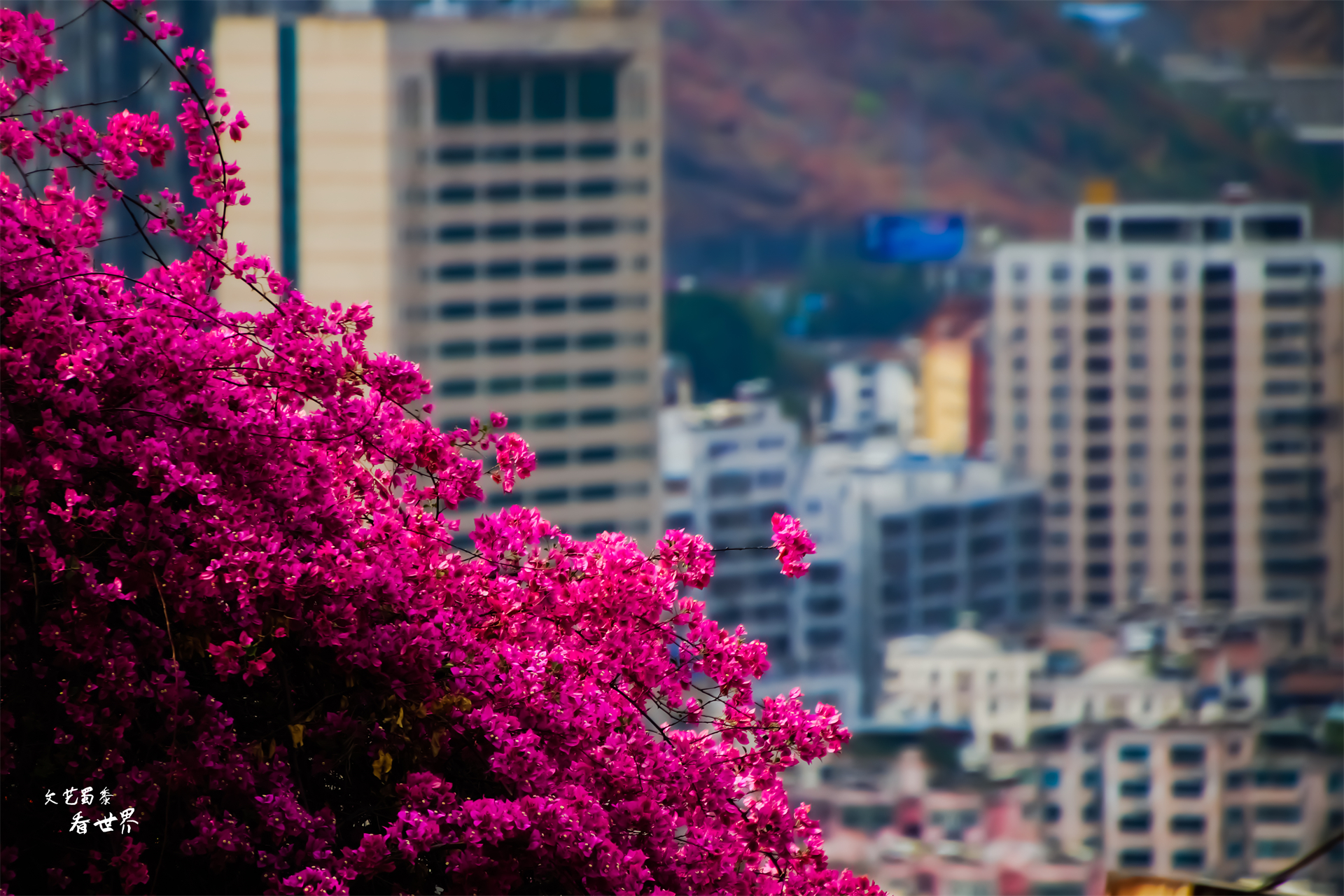 北海和攀枝花哪个适合过冬,去攀枝花过冬