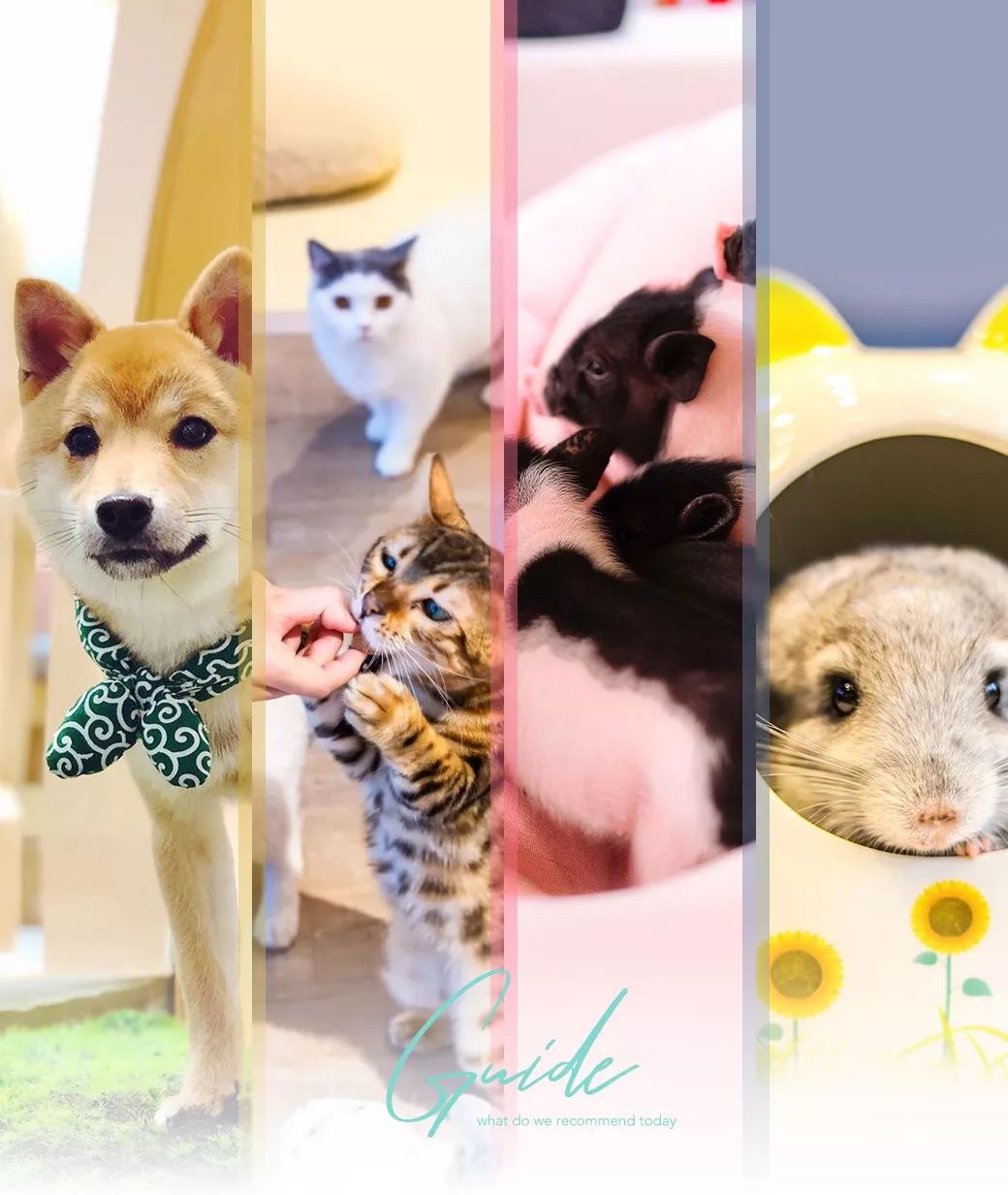 2019宠物排名,2022宠物排行榜