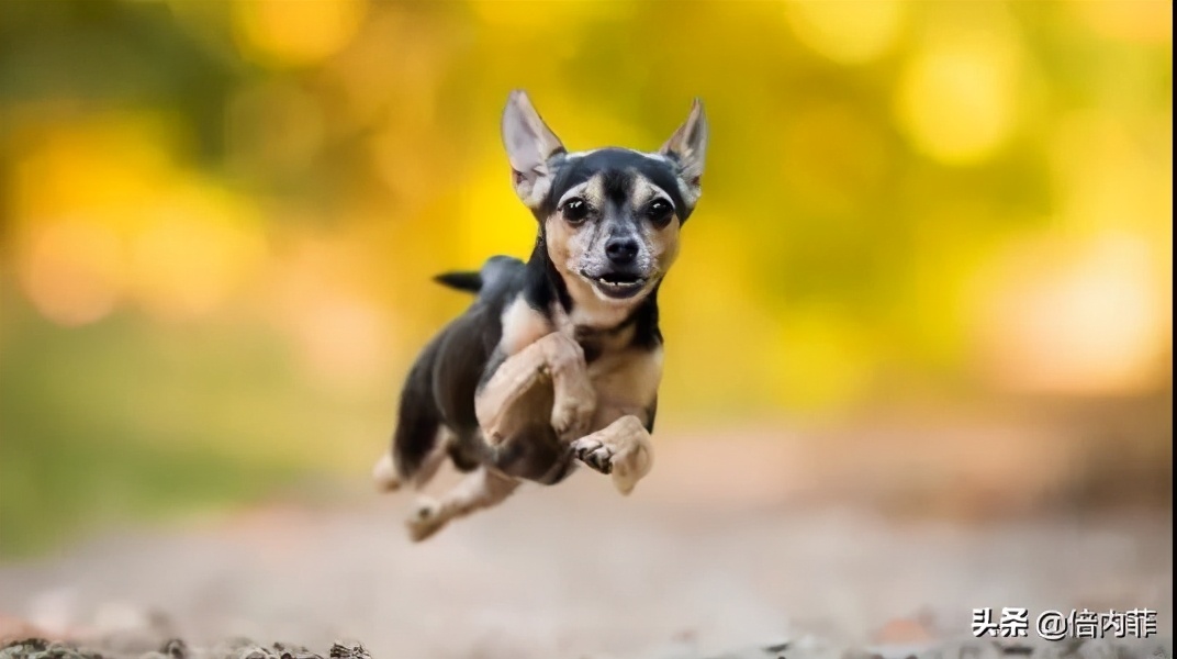 冬日暖汤给家人,寒冷的冬日需要一杯热茶