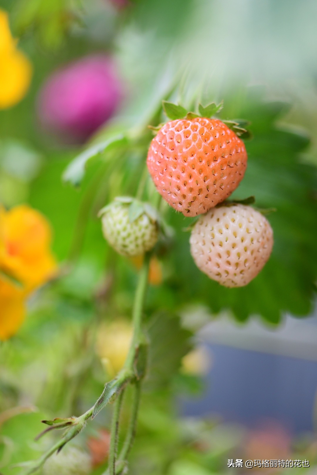 花园里种树莓吗,树莓在庭院里如何种植