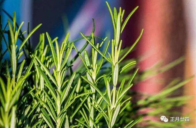 精油是什么东西有什么功效,精油是什么