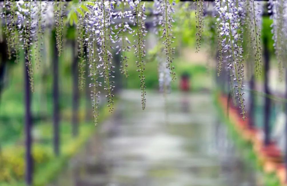 网红古树紫藤花,网红紫藤花