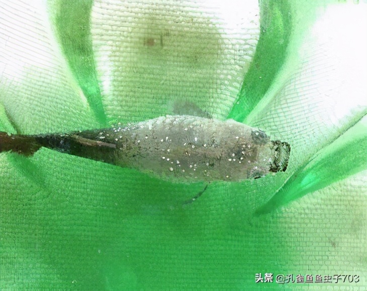 孔雀鱼冬季如何换水,冬季孔雀鱼几天喂一次