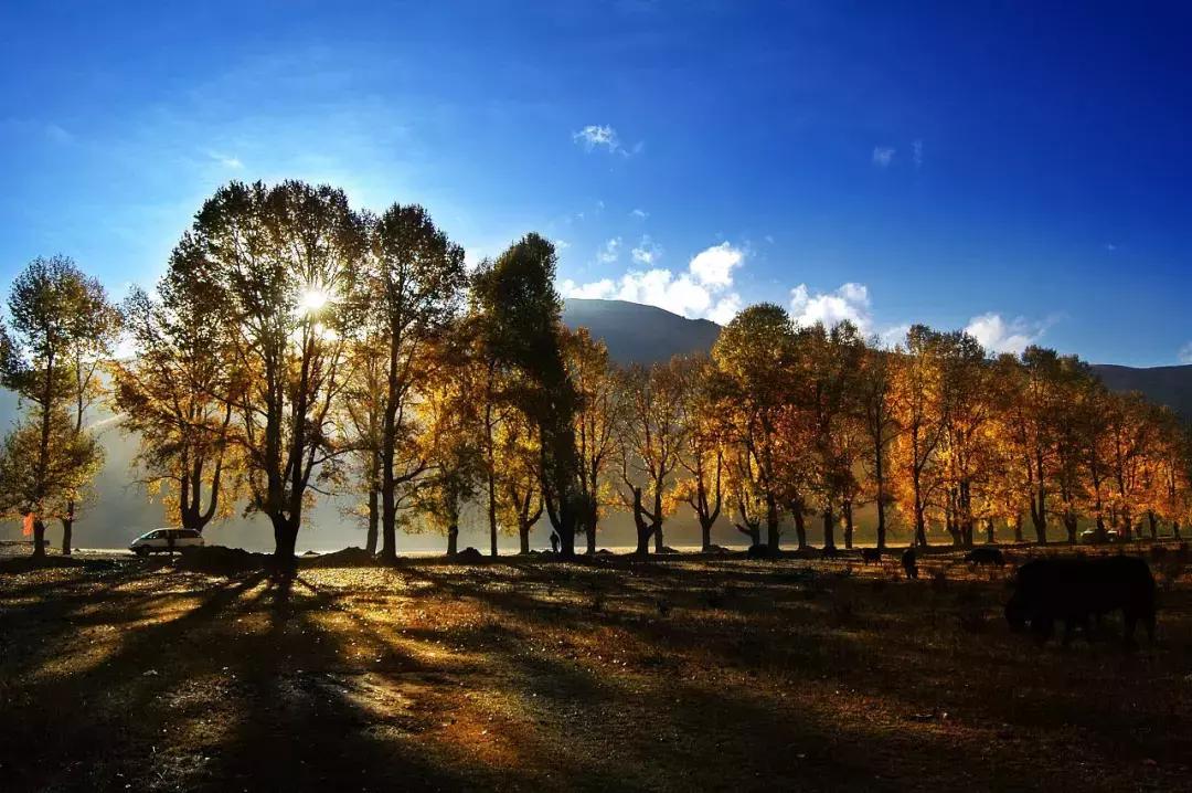 牛栏山为什么假货那么多,牛栏山假货鉴别