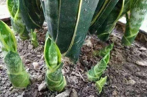 虎皮兰萎蔫怎么办,虎皮兰最怕什么