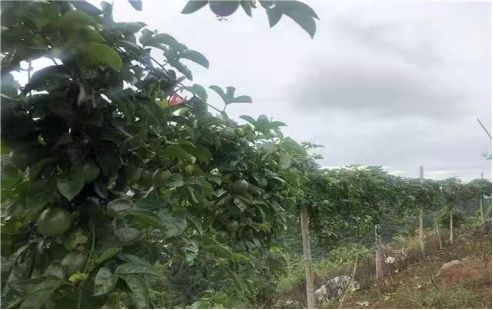 贫困户脱贫的几点思考,贫困户脱贫致富之路