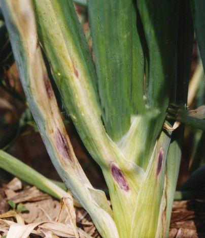 大葱生病的防治方法,大葱治疗病症