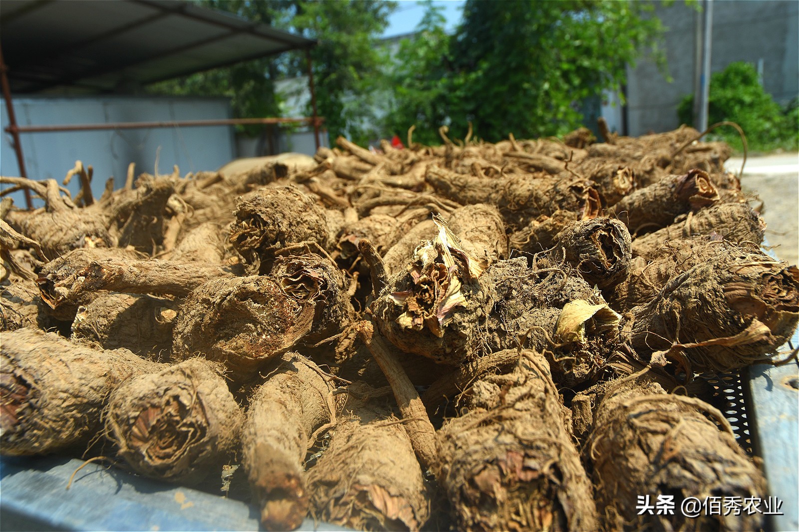 种植中药材一亩赚1万,中药材种植收益如何分配