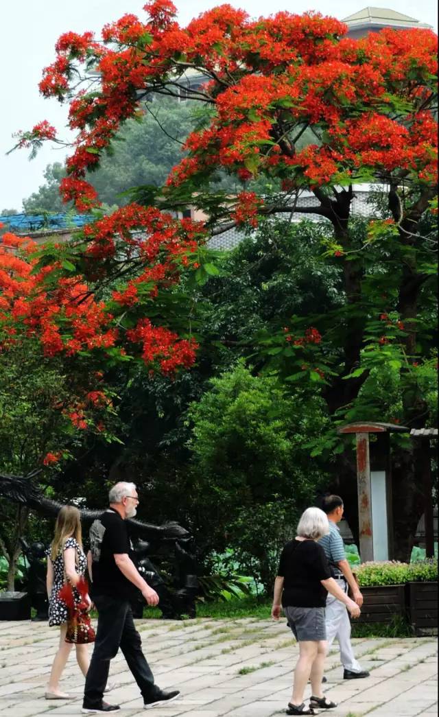 毕业季的凤凰花和栀子花,毕业季凤凰花开的时候