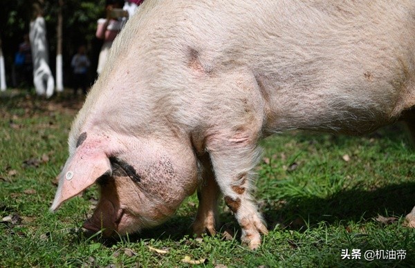 汶川大地震的猪坚强做手术,汶川大地震猪坚强被救画面