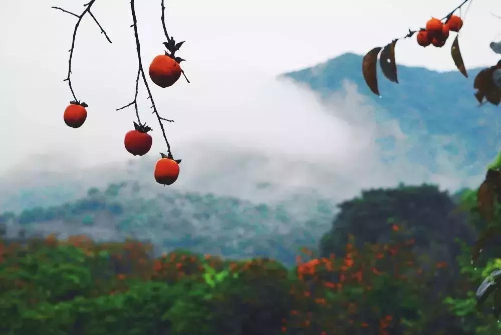 放弃世界顶尖银行工作,他回村当木匠,在废墟上盖出了爆美小院!