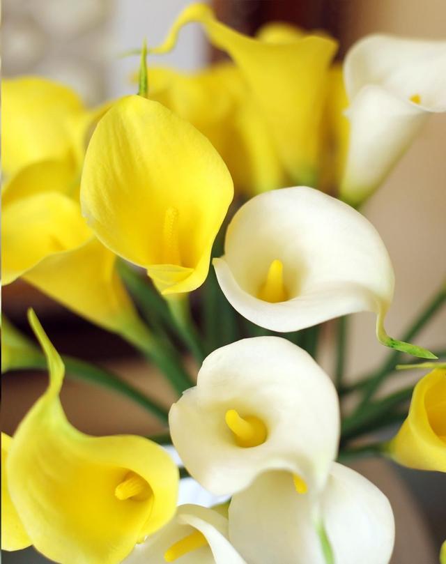 马蹄莲养殖方法马蹄莲有毒吗,马蹄莲滴水观音的养殖方法