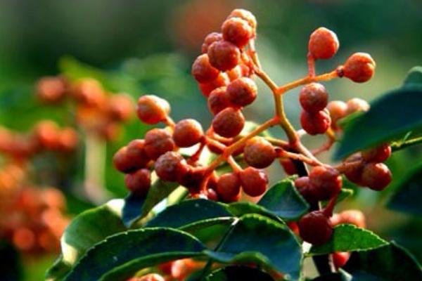 种植胡椒和花椒哪个赚钱些,自己种植花椒能赚钱吗