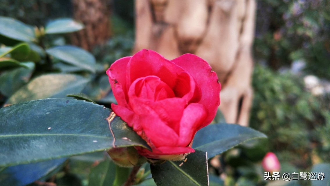 抚州哪里拍照出大片,抚州附近拍照好看的地方