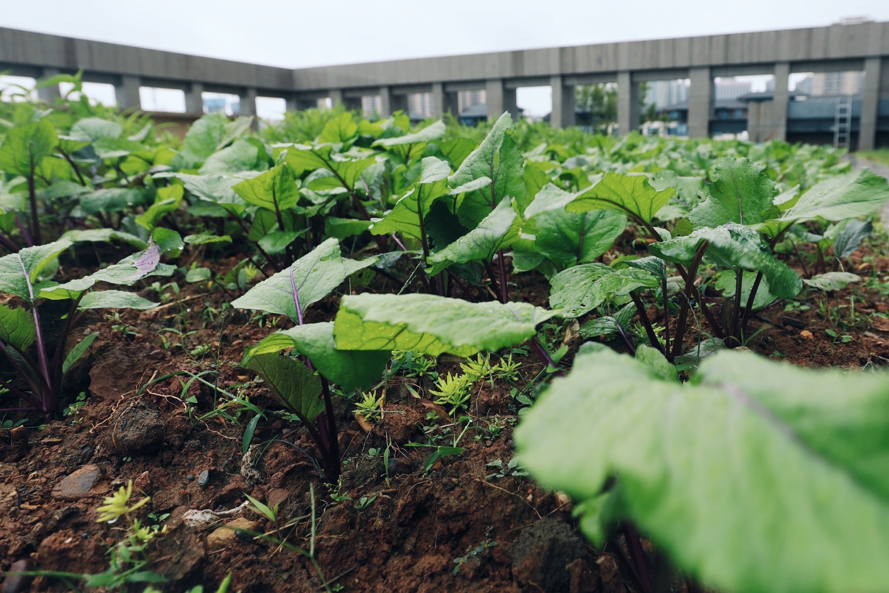 官方承认的湖南第三大城市,湖南第二大市是哪个市