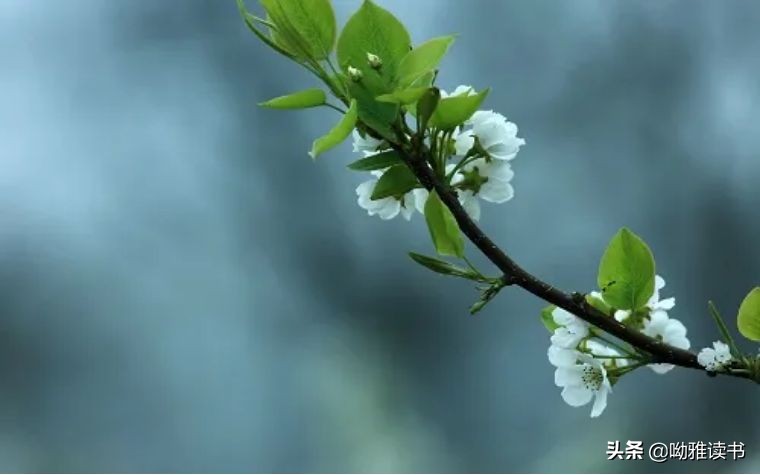 翠叶藏莺朱帘隔燕的意思,翠叶藏莺朱帘隔燕图片