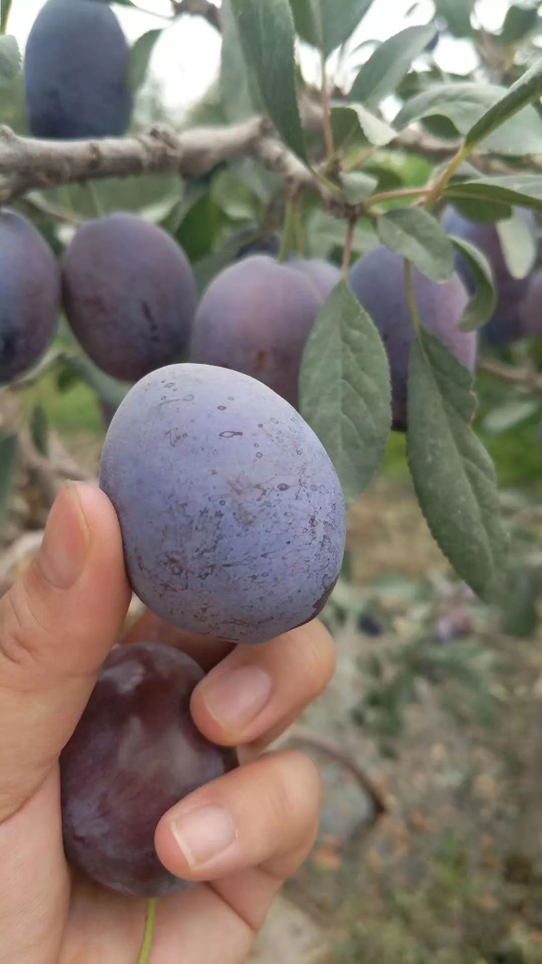 西梅都能怎么样吃呢,西梅如何加热吃比较好吃