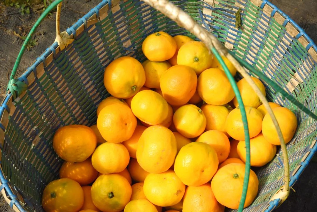溧阳一“半路出家”的果农种出“爱玛士橘”