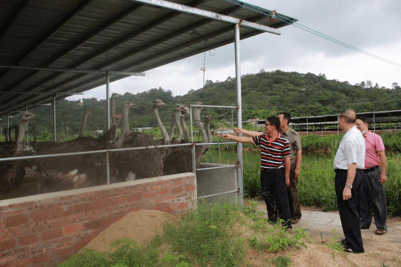 养殖鸵鸟致富,农村致富好帮手鸵鸟养殖